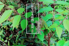 山上这种植物你不要轻易碰！很多人过敏，了解一下，或许能帮上你视频封面