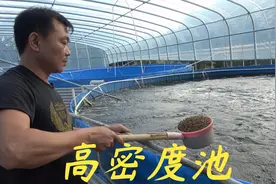 老林高密度池养虾不成功，现在用几个池来养脆肉罗非鱼视频封面