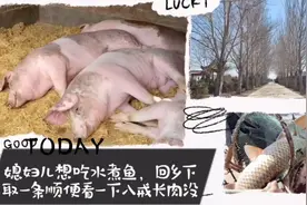 媳妇儿想吃水煮鱼，回乡下取两条野生鱼，顺便看看八戒长肉肉没视频封面