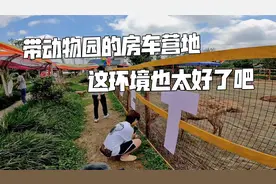 入住带动物园的房车营地，收费200元一天，这环境也太好了吧视频封面
