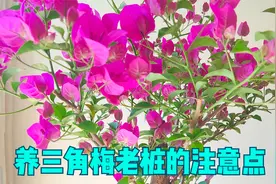 养三角梅老桩，做好3件事，开花能力比小苗强太多视频封面