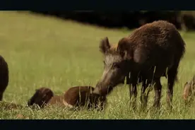 野性法兰西：惊呆！公野猪与所有母猪发生关系，大量小猪就此诞生视频封面