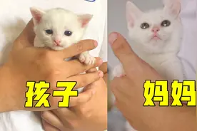 小奶猫和猫妈妈长得一样，铲屎官傻傻分不清，画面太温馨了！