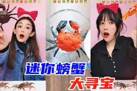 迷你蟹浸泡3小时，竟长成“巨型蟹”？还能遇水变色，这是为什么视频封面