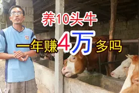 养10头育肥牛投资16万元一年净赚4万元，这个利润你会选择养牛吗视频封面
