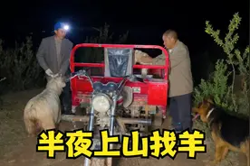 大春的一只羊没有回家，担心被野兽伤害，只能半夜上山，能找到吗视频封面