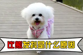 比熊犬发抖是什么原因？这几个因素，主人都知道吗视频封面