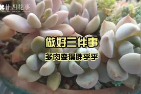 做好3件事，防止多肉植物徒长，肉肉变得胖乎乎视频封面