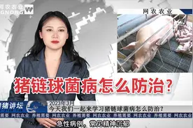 今天我们一起来学习猪链球菌病怎么防治？视频封面