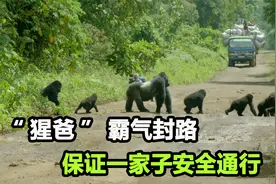 一群大猩猩过马路，首领横在中间霸气封路，气势非常强大视频封面
