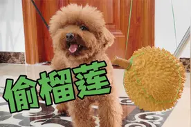 当狗狗喜欢上榴莲，事情就变得复杂了！视频封面