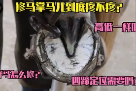 看国外老师傅修马掌全程，马儿一动不动，手工操作非常解压视频封面