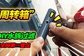 买回全网第一眼镜蛇雷龙，为其打造一米二雷龙缸，制作周转箱过滤视频封面