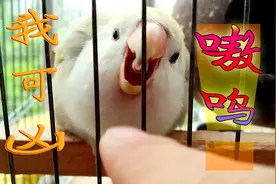 【牡丹鹦鹉】小型鹦鹉里的战斗鸡！凶兽，嗷呜！视频封面