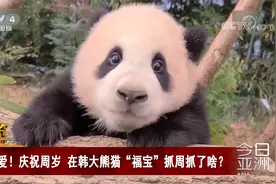 可爱！庆祝周岁 在韩大熊猫“福宝”抓周抓了啥？视频封面