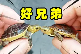 帅小伙买了2只宠物小乌龟，1只黑1只黄，你们觉得哪个更好看？视频封面