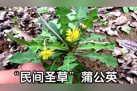 “蒲公英+桑叶”煮水洗脸，解决不少生活烦恼，男女都需要！视频封面