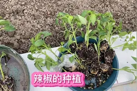 辣椒的种植 不管网购苗 还是本地育苗 用对方法 一样棵棵成活视频封面