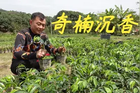 很多网友想种奇楠沉香，但是不知道种哪个品种，老林给大家个建议视频封面