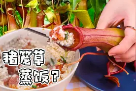 马来西亚人用“猪笼草”蒸饭吃？第一次做这么生猛的美食，还挺香视频封面