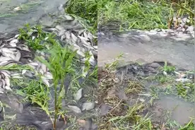 水库下大雨涨水，上万条野生鲫鱼排队逆流而上，原因让人肃然起敬视频封面