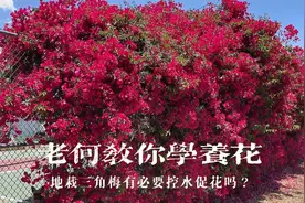 老何教你学养花，地栽三角梅需要控水促花吗？控水原理一次说清楚视频封面