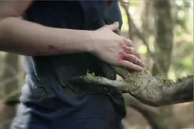 影视：孕妇被树妖摸了一下肚子，肚子开始变大，不久生下一个树妖视频封面