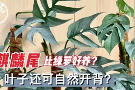 麒麟尾比绿萝好养？叶子还可自然开背？麒麟尾养护教学！视频封面