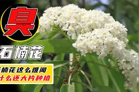 石楠花那么臭，为什么还大面积种植？真的只是为了绿化吗？
