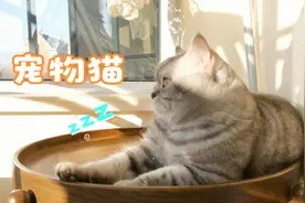 猫在不同的年龄时期，有不同的外观特点，猫的年龄怎么观察