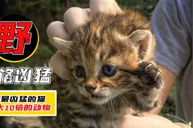 地球上最凶猛的猫！1年吃掉3000只老鼠，能捕食10倍以上的动物视频封面