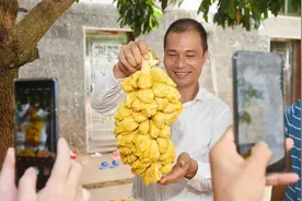 独一无二“榴莲味菠萝蜜”！雷州“新农人”走特色现代农业致富路视频封面