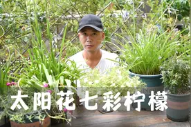 太阳花七彩柠檬，一个品种能开出7种颜色，同时盛开仿佛是彩虹视频封面