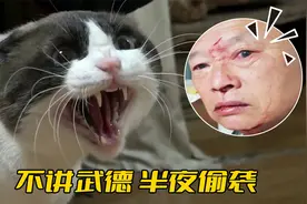 猫咪半夜突然发狂，把主人挠得满脸是血，连后脑勺都咬出个洞视频封面