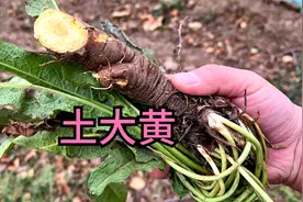 农村的野菠菜又叫“土大黄”，煮水有2个厉害妙用，你认识吗？视频封面