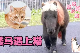矮马和小猫成为了朋友，它俩一起戏弄主人，都要给主人气哭了视频封面