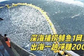 纪录片：深海远洋捕鱼船，一网下去3吨多鲱鱼，出海一趟净赚200万视频封面