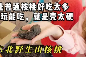 采了500斤野生山核桃，能玩能吃还健康，本地人还说出了一个秘密视频封面