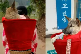 狗狗生病以为自己不行了，出门给自己挖坑，主人趟水过河背它治病