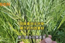 麦田里的尖叶杂草，用什么样的除草剂，防除干净又安全视频封面
