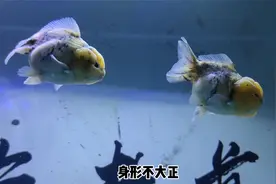 金鱼在鱼缸底部翻肚，要警惕两种疾病的发生，水面翻肚一般没问题视频封面