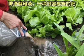 啤酒酵母液，种菜的好肥料视频封面