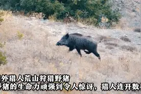 野猪的生命力有多顽强？海外职业猎人，荒野狩猎野猪视频封面