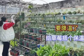 要降温了 为了冬天能吃到草莓 还是搭个简单实用的保温棚吧视频封面