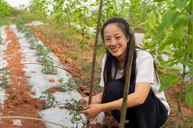 种瓜得瓜种豆得豆，这种地瓜能生吃，小妹这样种植能活吗？视频封面
