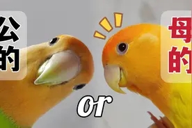 只打算养一只牡丹鹦鹉，选公还是选母？