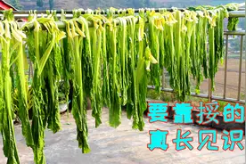 正宗四川老盐菜制作方法，青菜用太阳晒，果然还是老传统做法好吃视频封面