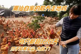 潮汕美女养走地鸡，包1座山养5万只，喂120天才卖比普通鸡多75天视频封面