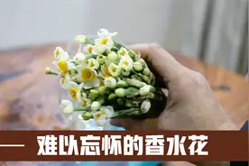 著名“香水花”，插在水里就能养，香气馥郁，闻过的人难以忘怀视频封面