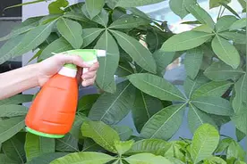 家里植物生虫别着急，老花农教我自制杀虫剂，比杀虫剂还管用视频封面